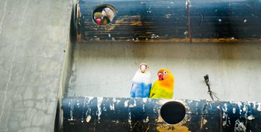 Cazibeli aşk kuşlarının renkli fotoğrafı bu parlak renkli küçük kuşlar, eşlerine olan olağanüstü bağlılıkları nedeniyle pek çok kuşseverin dikkatini çekiyor..