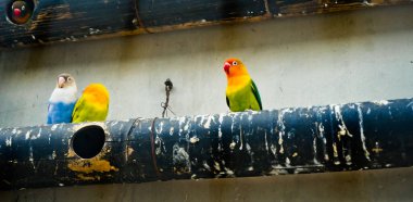 Cazibeli aşk kuşlarının renkli fotoğrafı bu parlak renkli küçük kuşlar, eşlerine olan olağanüstü bağlılıkları nedeniyle pek çok kuşseverin dikkatini çekiyor..