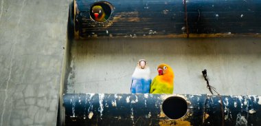 Cazibeli aşk kuşlarının renkli fotoğrafı bu parlak renkli küçük kuşlar, eşlerine olan olağanüstü bağlılıkları nedeniyle pek çok kuşseverin dikkatini çekiyor..