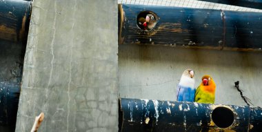 Cazibeli aşk kuşlarının renkli fotoğrafı bu parlak renkli küçük kuşlar, eşlerine olan olağanüstü bağlılıkları nedeniyle pek çok kuşseverin dikkatini çekiyor..