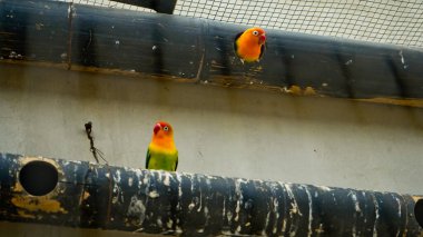 Cazibeli aşk kuşlarının renkli fotoğrafı bu parlak renkli küçük kuşlar, eşlerine olan olağanüstü bağlılıkları nedeniyle pek çok kuşseverin dikkatini çekiyor..