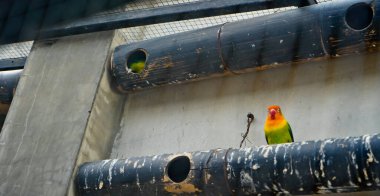 Cazibeli aşk kuşlarının renkli fotoğrafı bu parlak renkli küçük kuşlar, eşlerine olan olağanüstü bağlılıkları nedeniyle pek çok kuş severi cezbeder..