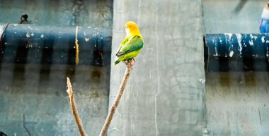 Cazibeli aşk kuşlarının renkli fotoğrafı bu parlak renkli küçük kuşlar, eşlerine olan olağanüstü bağlılıkları nedeniyle pek çok kuş severi cezbeder..