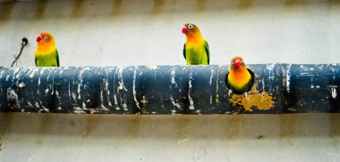 Cazibeli aşk kuşlarının renkli fotoğrafı bu parlak renkli küçük kuşlar, eşlerine olan olağanüstü bağlılıkları nedeniyle pek çok kuş severi cezbeder..