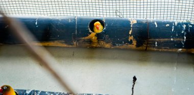 Cazibeli aşk kuşlarının renkli fotoğrafı bu parlak renkli küçük kuşlar, eşlerine olan olağanüstü bağlılıkları nedeniyle pek çok kuş severi cezbeder..