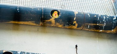 Cazibeli aşk kuşlarının renkli fotoğrafı bu parlak renkli küçük kuşlar, eşlerine olan olağanüstü bağlılıkları nedeniyle pek çok kuş severi cezbeder..