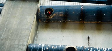 Cazibeli aşk kuşlarının renkli fotoğrafı bu parlak renkli küçük kuşlar, eşlerine olan olağanüstü bağlılıkları nedeniyle pek çok kuş severi cezbeder..