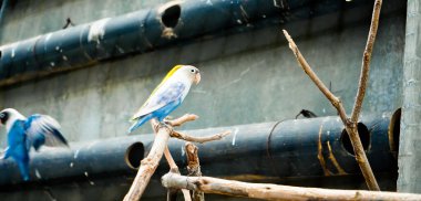 Cazibeli aşk kuşlarının renkli fotoğrafı bu parlak renkli küçük kuşlar, eşlerine olan olağanüstü bağlılıkları nedeniyle pek çok kuş severi cezbeder..