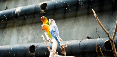 Cazibeli aşk kuşlarının renkli fotoğrafı bu parlak renkli küçük kuşlar, eşlerine olan olağanüstü bağlılıkları nedeniyle pek çok kuş severi cezbeder..