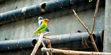 Cazibeli aşk kuşlarının renkli fotoğrafı bu parlak renkli küçük kuşlar, eşlerine olan olağanüstü bağlılıkları nedeniyle pek çok kuş severi cezbeder..