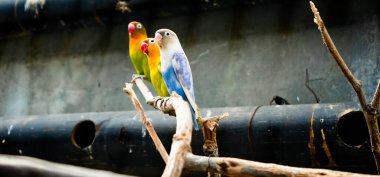 Cazibeli aşk kuşlarının renkli fotoğrafı bu parlak renkli küçük kuşlar, eşlerine olan olağanüstü bağlılıkları nedeniyle pek çok kuş severi cezbeder..