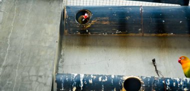 Cazibeli aşk kuşlarının renkli fotoğrafı bu parlak renkli küçük kuşlar, eşlerine olan olağanüstü bağlılıkları nedeniyle pek çok kuş severi cezbeder..