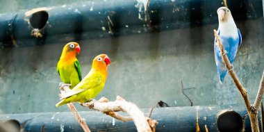 Cazibeli aşk kuşlarının renkli fotoğrafı bu parlak renkli küçük kuşlar, eşlerine olan olağanüstü bağlılıkları nedeniyle pek çok kuş severi cezbeder..
