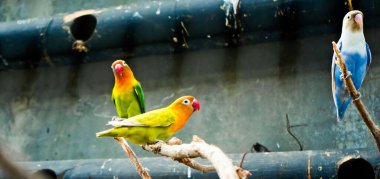 Cazibeli aşk kuşlarının renkli fotoğrafı bu parlak renkli küçük kuşlar, eşlerine olan olağanüstü bağlılıkları nedeniyle pek çok kuş severi cezbeder..