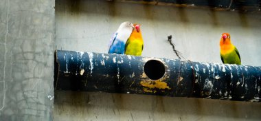 Cazibeli aşk kuşlarının renkli fotoğrafı bu parlak renkli küçük kuşlar, eşlerine olan olağanüstü bağlılıkları nedeniyle pek çok kuş severi cezbeder..