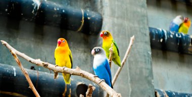 Cazibeli aşk kuşlarının renkli fotoğrafı bu parlak renkli küçük kuşlar, eşlerine olan olağanüstü bağlılıkları nedeniyle pek çok kuş severi cezbeder..