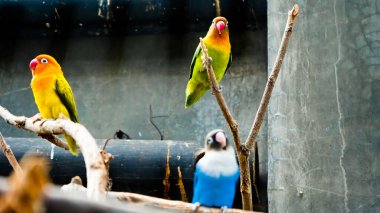 Cazibeli aşk kuşlarının renkli fotoğrafı bu parlak renkli küçük kuşlar, eşlerine olan olağanüstü bağlılıkları nedeniyle pek çok kuş severi cezbeder..