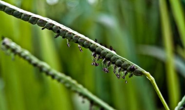 Vahşi doğadaki sazlıkların yakın plan fotoğrafı.