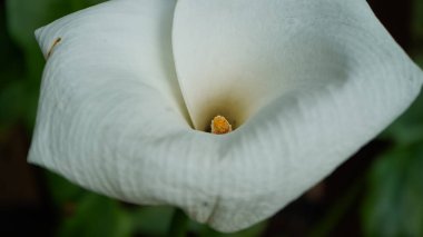 Doğadaki beyaz zambak çiçeğinin yakın plan fotoğrafı.