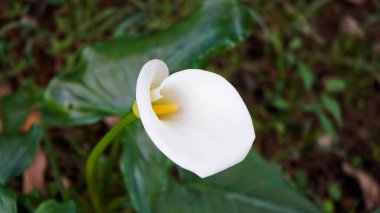 Doğadaki beyaz zambak çiçeğinin yakın plan fotoğrafı.