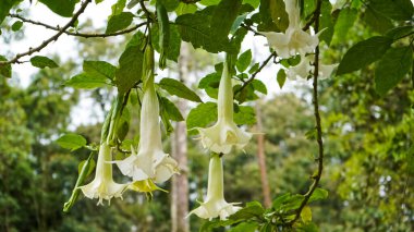 Doğadaki bir zambağın yakın plan fotoğrafı.