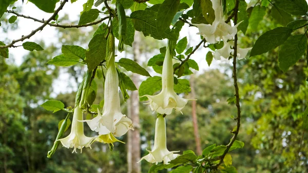 Doğadaki bir zambağın yakın plan fotoğrafı.