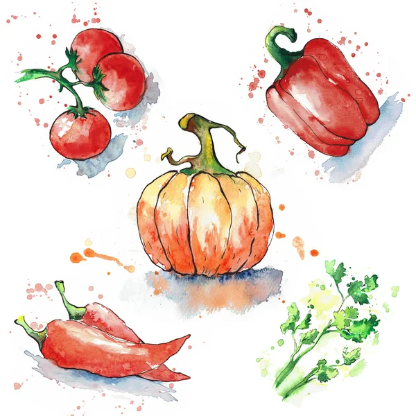 Divers légumes isolés sur fond blanc. Tomates, paprika, chili peppersi, coriandre et citrouille peints à l'aquarelle. Des taches d'aquarelle. Les contours sont dessinés à l'encre. Dessiné à la main . — Photo