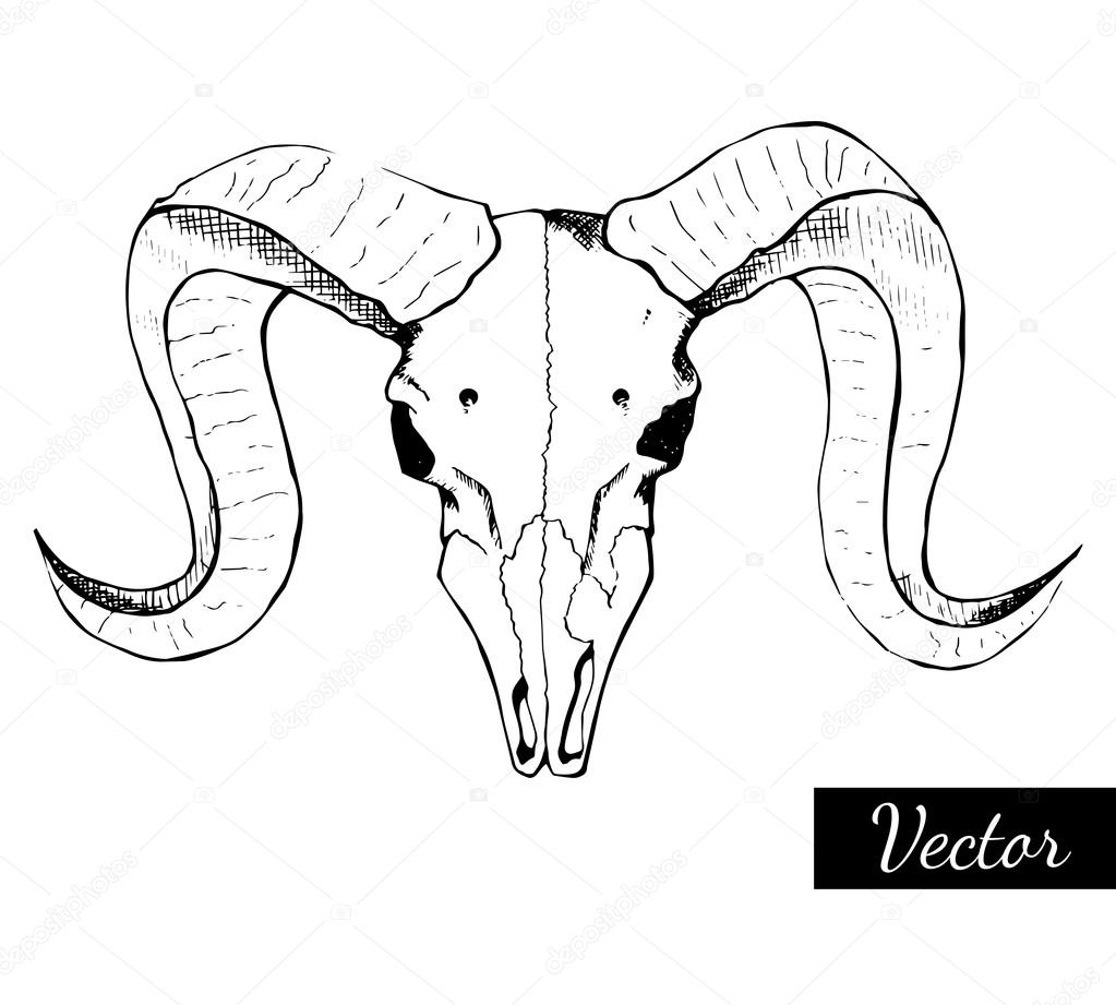 ヤギの頭蓋骨のイラスト 手描き ベクトル ストックベクター C Nadiia Kud Gmail Com