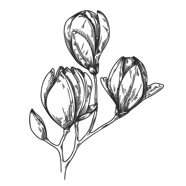 Skiss Blommor Magnolia Isolerad Vit Bakgrund Vektorillustration — Stock vektor