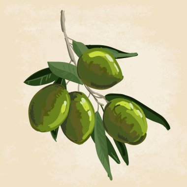 Zeytin brunch vektörü el boyası