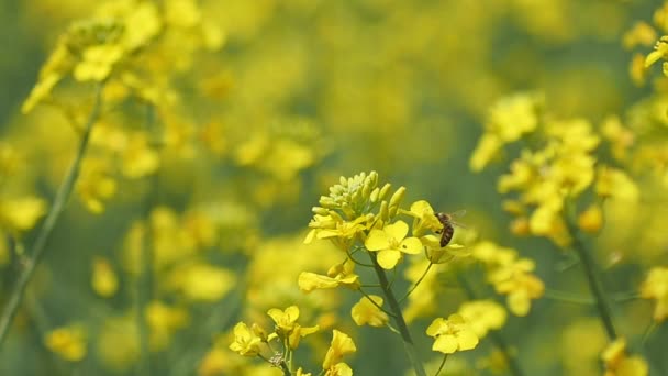 Včela na žlutý květ pomalý pohyb — Stock video