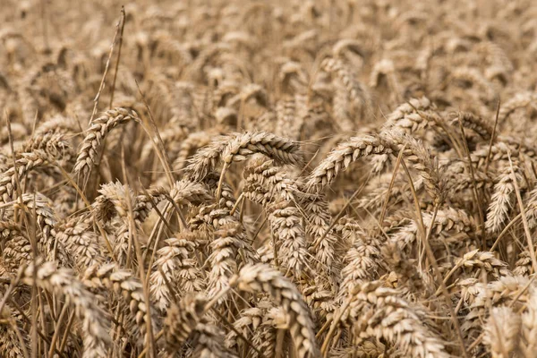 Rye Price Grows Average Year — Stock Photo, Image