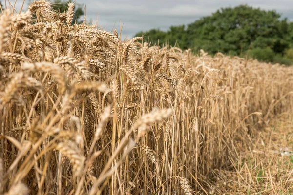 Edge Rye Field Ready Harvest Wakefield Regno Unito Agosto 2021 — Foto Stock
