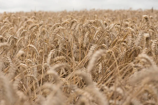 Campo Cereali Segale Pronto Raccolto Agosto 2021 — Foto Stock