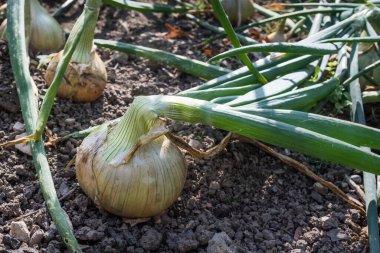 Tarlada taze soğan hasat için hazır..