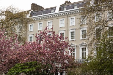 Viktorya döneminden kalma konut binalarına ve şehir merkezindeki çiçek açan sakura dallarına yakından bakın..