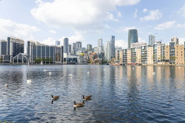 Millwall Rıhtımı 'nda yüzen bir grup kaz Canary Wharf finans bölgesinin modern gökdelenleriyle mavi gökyüzünün altında. Londra, İngiltere, 19 Mayıs 2024