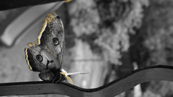 Beau papillon géant — Photo