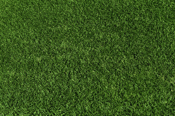 Green grass on Golf course