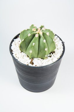 Beyaz arkaplanda kaktüs