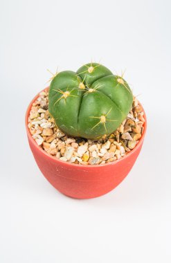 Beyaz arkaplanda kaktüs