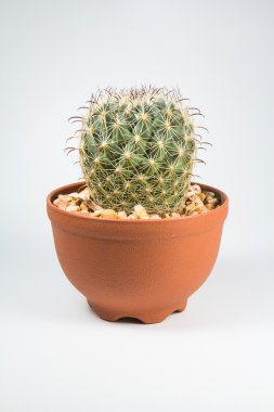 Beyaz arkaplanda kaktüs