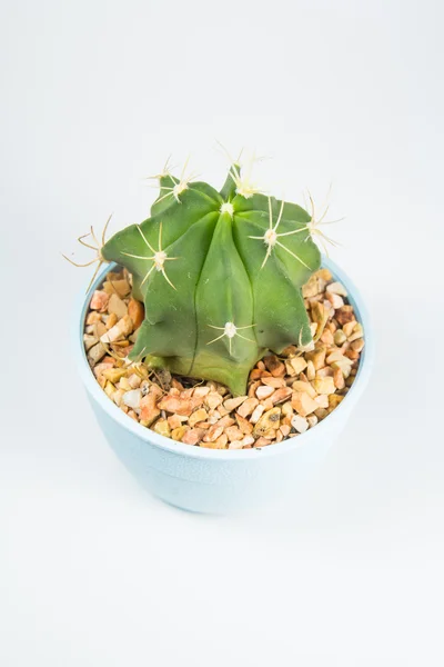 Cactus On White Background — Stock Photo, Image