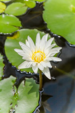 Güzel beyaz nilüfer çiçeği