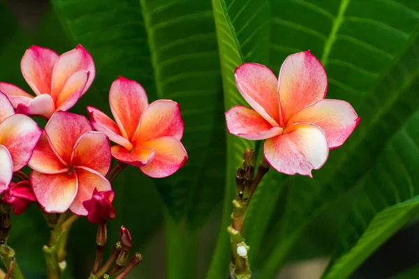 Rosa Plumeria flores frangipani tripical —  Fotos de Stock