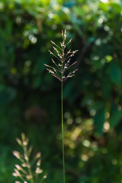 Fioritura erba sfondo — Foto Stock