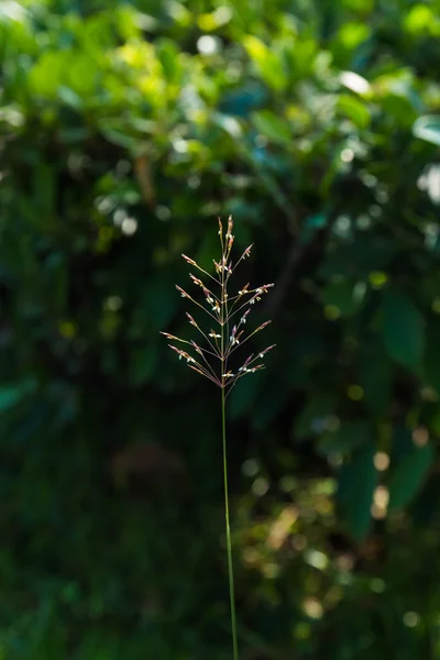 Blühendes Gras Hintergrund — Stockfoto