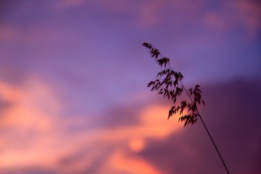 Kontrast çarpıcı güzel alacakaranlık Sunse çimen çiçek