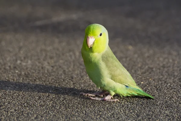 Pequeno papagaio verde no parque — Fotografia de Stock