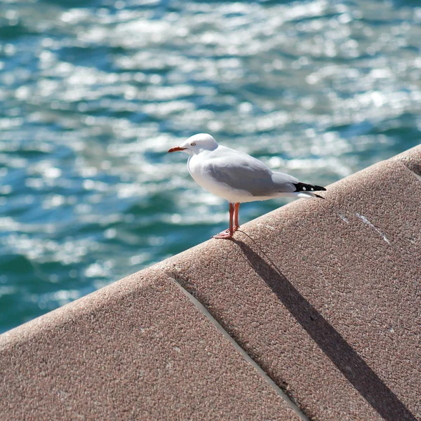 Seagull On The Shore — Stock Photo, Image